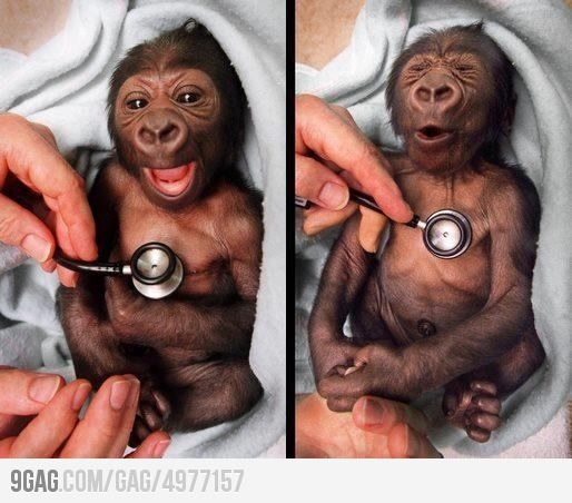 Those stethascopes are cold across species but this baby monkey takes the cake for cutest reaction ever! If this doesn't make you smile, you may not have a pulse. Have yourself checked out, quickly.
